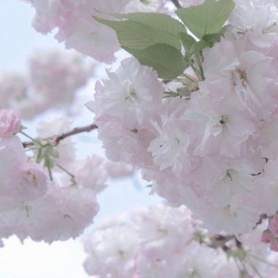 Furry插画氛围营造FurryQQ群